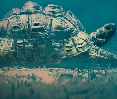 Turtles Prehistoric Beasts (2021)