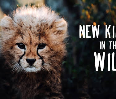 New Kids in the Wild S1
