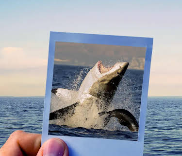 Sharksanity: The Return