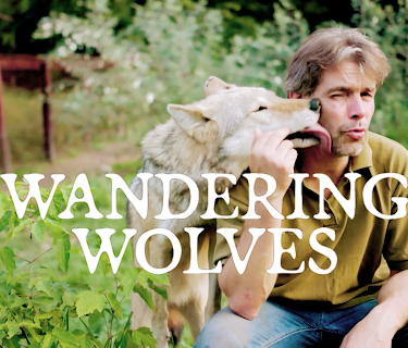 Wandering Wolves