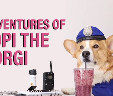 Topi the Corgi