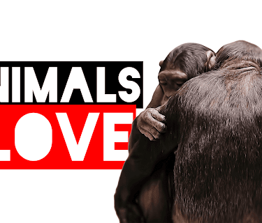 Animals in Love