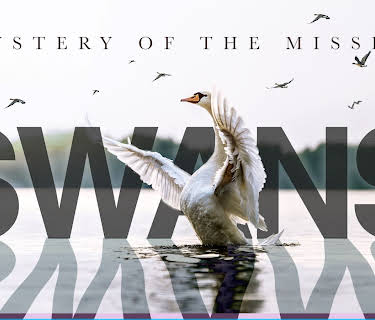 Swans Mystery of the Missing (2018)