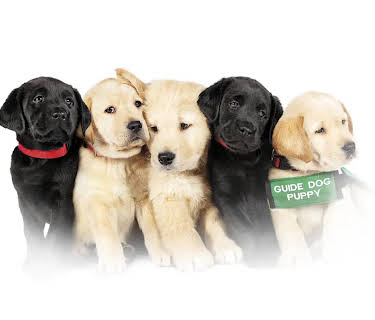 Pick of the Litter (2018)