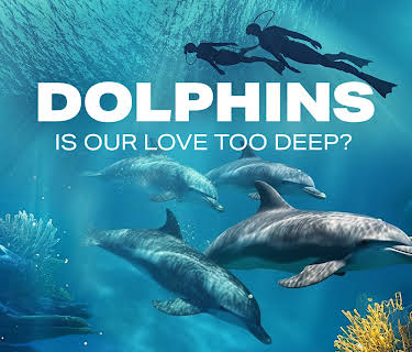 Dolphins: Is Our Love Too Deep? (2023)