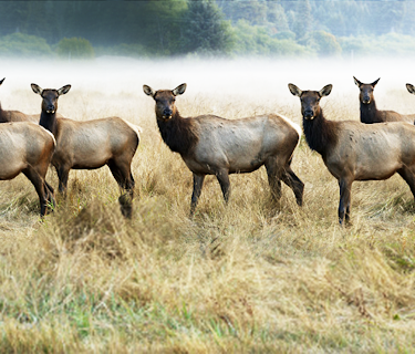 The Olympic Elk (1952)
