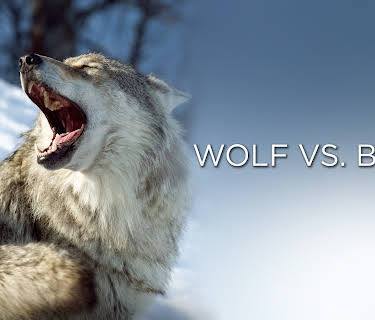 Wolf vs. Bear (2019)