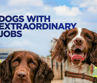Dogs With Extraordinary Jobs