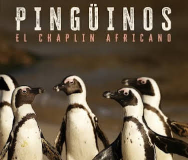 Pingüinos: El Chaplin Africano
