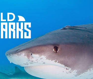 Wild Sharks (2013)