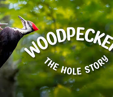 Woodpeckers: The Hole Story