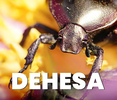 Dehesa (2017)