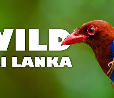 Wild Sri Lanka