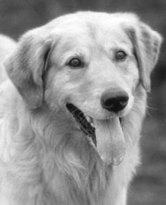 Buddy The Wonder Dog