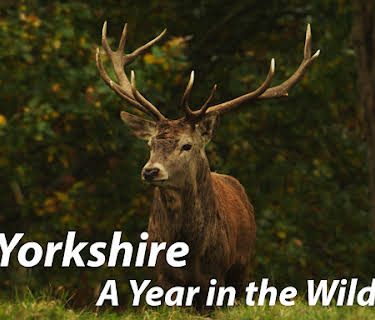 Yorkshire: A Year in the Wild
