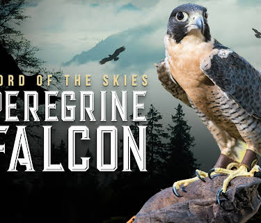 Peregrine Falcon: Lord of the Skies (2018)