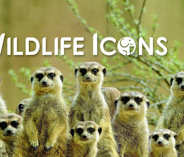 Wildlife Icons
