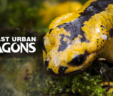 The Last Urban Dragons (2024)