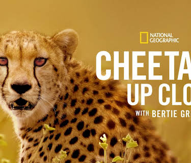 Cheetahs Up Close with Bertie Gregory (2026)