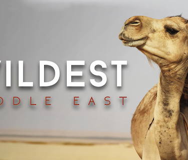 Wildest: Middle East