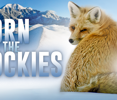 Born in the Rockies