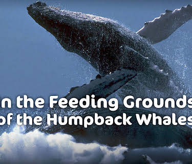 In the Feeding Grounds of the Humpback Whales (2013)