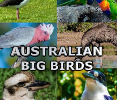 Australian Big Birds (2021)