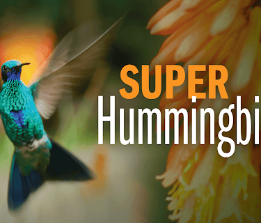 Super Hummingbirds (1982)
