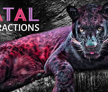 Fatal Attractions Season 1