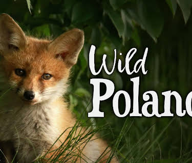 Wild Poland (1965)