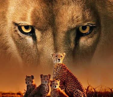 The Secret Lives Of Big Cats