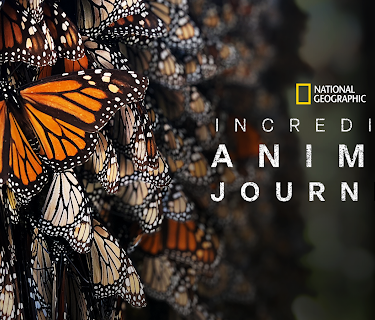Incredible Animal Journeys
