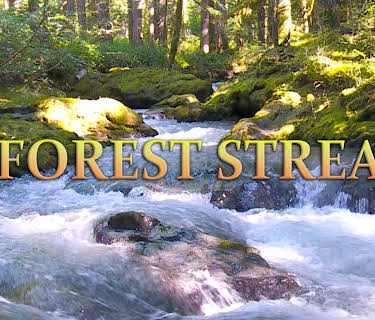 A Forest Stream (2019)