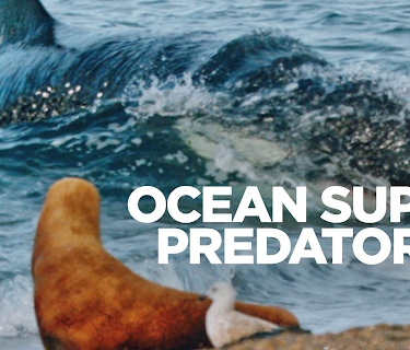 Ocean Super Predators (2021)