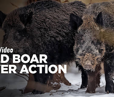 Wild Boar Fever Action