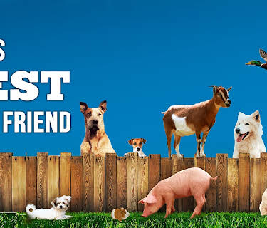 Dog's Best Friend