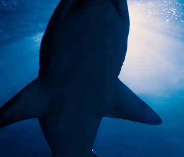 Sharks: The Big Five (2013)