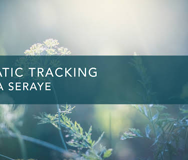 Somatic Tracking (2024)