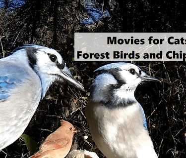 Movies For Cats - Forest Birds and Chipmunks