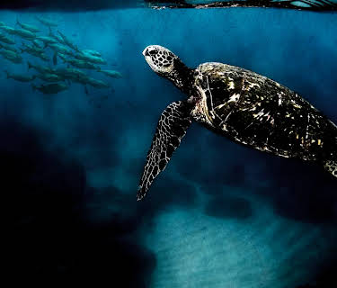 Surviving the Lagoon (2021)