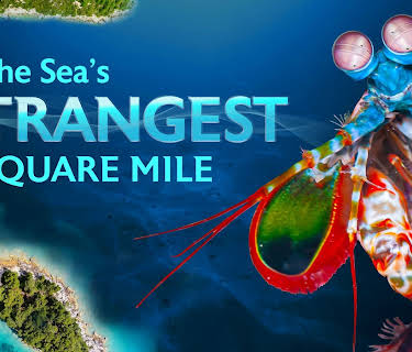 Seas Strangest Square Mile (2026)