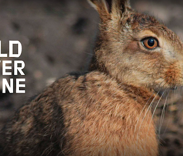 Wild River Rhine (2013)