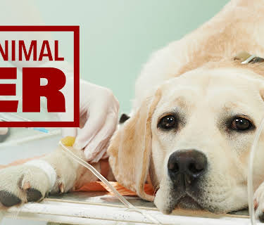 Animal ER