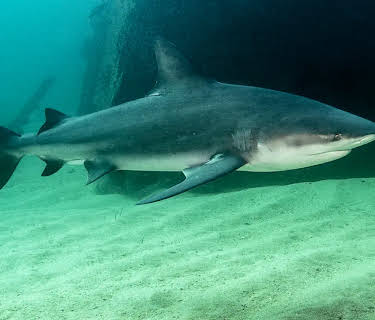 Sharks of Ghost Island (2020)