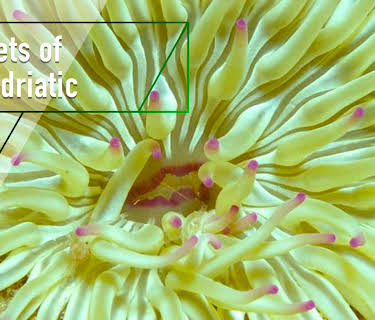 Secrets of the Adriatic (2003)