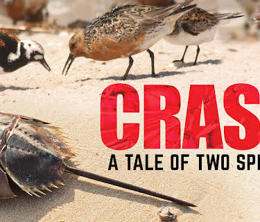 Crash: A Tale of Two Species (1982)
