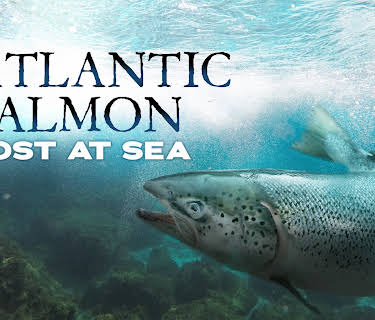 Atlantic Salmon Lost at Sea (2018)