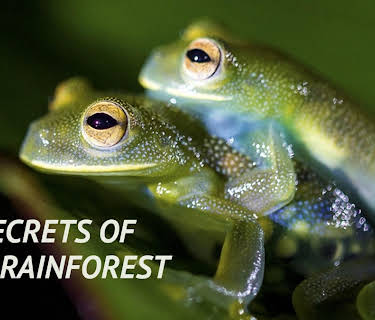 Secrets of the Rainforest