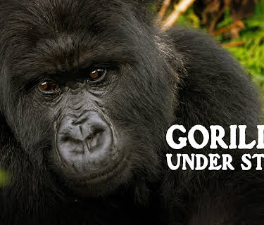 Gorillas Under Stress (2023)