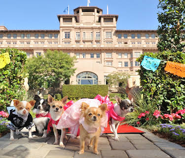 Beverly Hills Chihuahua 3: Viva La Fiesta! (2012)